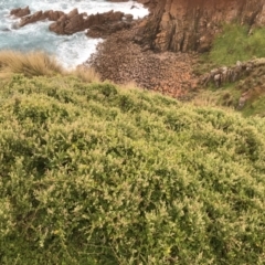 Rhagodia candolleana at Cape Woolamai, VIC - 19 Dec 2021