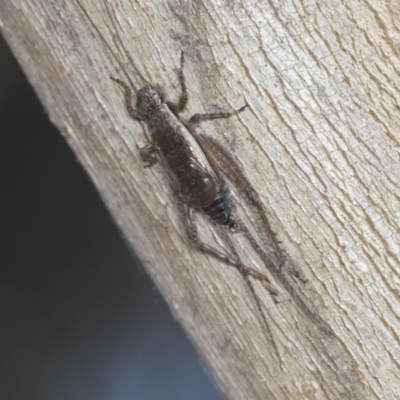 Eurepa marginipennis (Mottled bush cricket) at Bruce Ridge - 30 Dec 2021 by AlisonMilton