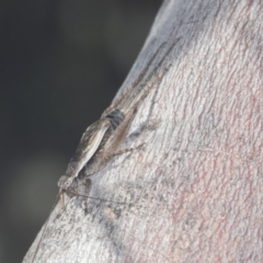 Eurepa marginipennis at Bruce, ACT - 31 Dec 2021