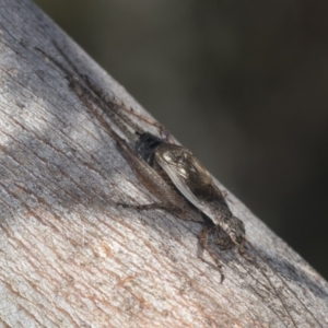 Eurepa marginipennis at Bruce, ACT - 31 Dec 2021 08:50 AM