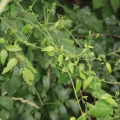 Asparagus asparagoides (Bridal Creeper, Florist's Smilax) at Goulburn, NSW - 28 Dec 2021 by Rixon