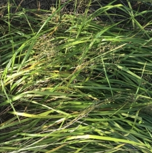 Dianella revoluta at Cowes, VIC - 19 Dec 2021