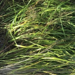 Dianella revoluta at Cowes, VIC - 19 Dec 2021