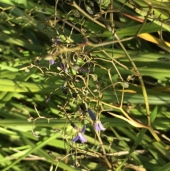 Dianella revoluta at Cowes, VIC - 19 Dec 2021 06:25 PM