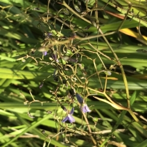 Dianella revoluta at Cowes, VIC - 19 Dec 2021 06:25 PM