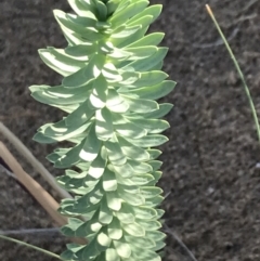 Euphorbia paralias (Sea Spurge ) at Ventnor, VIC - 19 Dec 2021 by Tapirlord