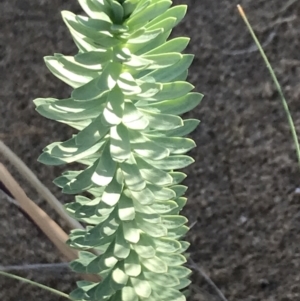 Euphorbia paralias at Ventnor, VIC - 19 Dec 2021