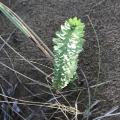 Euphorbia paralias at Ventnor, VIC - 19 Dec 2021