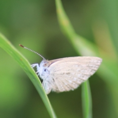 Zizina otis (Common Grass-Blue) at Goulburn, NSW - 28 Dec 2021 by Rixon