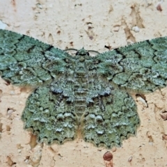 Hypodoxa muscosaria (Textured Emerald) at Cook, ACT - 31 Dec 2021 by CathB