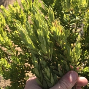 Leucopogon parviflorus at Cowes, VIC - 19 Dec 2021