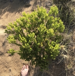 Leucopogon parviflorus at Cowes, VIC - 19 Dec 2021