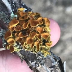 Unverified Lichen at Ventnor, VIC - 19 Dec 2021 by Tapirlord