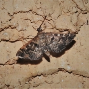 Nacoleia rhoeoalis at Wanniassa, ACT - 30 Dec 2021 10:10 PM