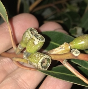 Eucalyptus botryoides at Ventnor, VIC - 19 Dec 2021 09:01 PM