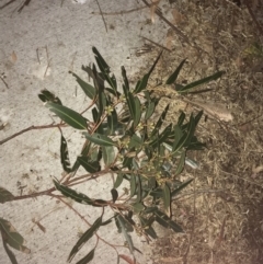 Eucalyptus botryoides at Ventnor, VIC - 19 Dec 2021