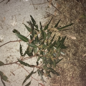 Eucalyptus botryoides at Ventnor, VIC - 19 Dec 2021 09:01 PM