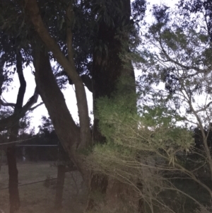 Eucalyptus botryoides at Ventnor, VIC - 19 Dec 2021