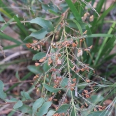 Daviesia latifolia (Hop Bitter-Pea) at Goulburn, NSW - 28 Dec 2021 by Rixon