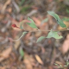 Daviesia latifolia at Goulburn, NSW - 28 Dec 2021