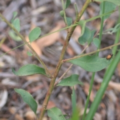 Daviesia latifolia at Goulburn, NSW - 28 Dec 2021
