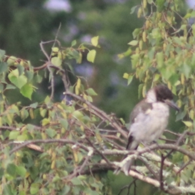 Cracticus torquatus (Grey Butcherbird) at Goulburn, NSW - 28 Dec 2021 by Rixon