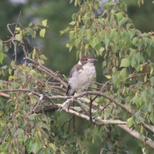 Cracticus torquatus at Goulburn, NSW - 28 Dec 2021