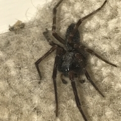Badumna (genus) at Ventnor, VIC - 19 Dec 2021 10:31 PM