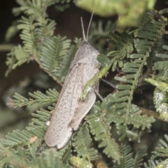 Goniaea sp. (genus) (A gumleaf grasshopper) at Bruce Ridge to Gossan Hill - 30 Dec 2021 by AlisonMilton