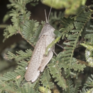 Goniaea sp. (genus) at Bruce, ACT - 31 Dec 2021