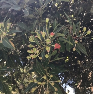 Corymbia ficifolia at Sale, VIC - 20 Dec 2021