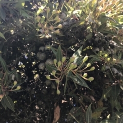 Corymbia ficifolia at Sale, VIC - 20 Dec 2021