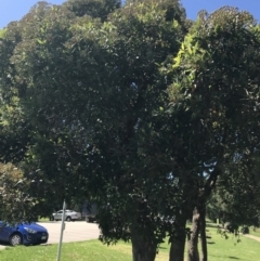 Corymbia ficifolia at Sale, VIC - 20 Dec 2021