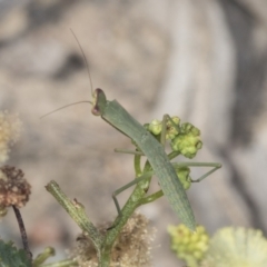 Orthodera ministralis (Green Mantid) at Bruce, ACT - 31 Dec 2021 by AlisonMilton