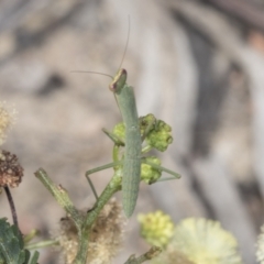 Orthodera ministralis at Bruce, ACT - 31 Dec 2021