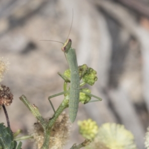 Orthodera ministralis at Bruce, ACT - 31 Dec 2021