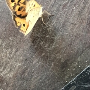 Heteronympha merope at Sale, VIC - 20 Dec 2021 11:37 AM