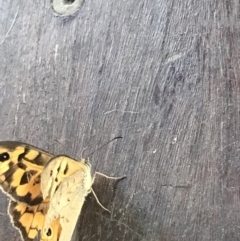 Heteronympha merope at Sale, VIC - 20 Dec 2021 11:37 AM