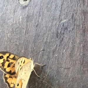 Heteronympha merope at Sale, VIC - 20 Dec 2021