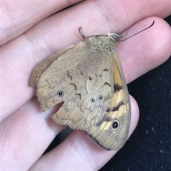 Heteronympha merope at Sale, VIC - 20 Dec 2021 11:37 AM