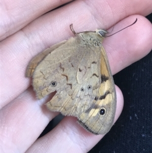 Heteronympha merope at Sale, VIC - 20 Dec 2021 11:37 AM