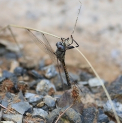 Hemicordulia tau (Tau Emerald) at Goulburn, NSW - 26 Dec 2021 by Rixon