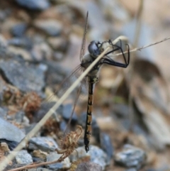 Hemicordulia tau at Goulburn, NSW - 26 Dec 2021