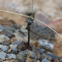 Hemicordulia tau at Goulburn, NSW - 26 Dec 2021 02:24 PM