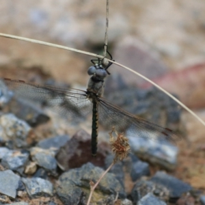 Hemicordulia tau at Goulburn, NSW - 26 Dec 2021 02:24 PM