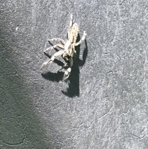 Unidentified Jumping & peacock spider (Salticidae) (TBC) at suppressed by Tapirlord