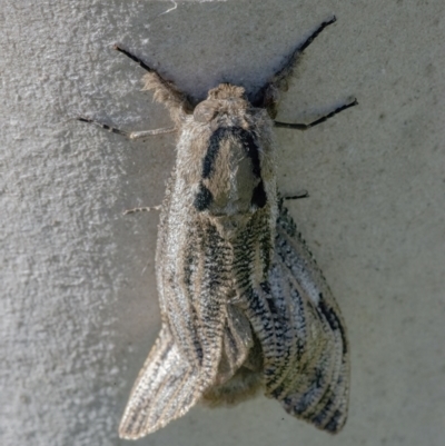 Endoxyla lituratus (A Wattle Goat Moth) at QPRC LGA - 31 Dec 2021 by WHall