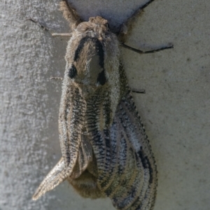 Endoxyla lituratus at Googong, NSW - 31 Dec 2021