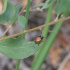 Ecnolagria grandis (Honeybrown beetle) at West Goulburn Bushland Reserve - 28 Dec 2021 by Rixon