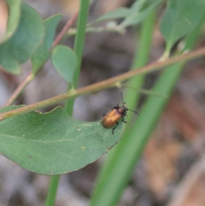 Ecnolagria grandis (Honeybrown beetle) at West Goulburn Bushland Reserve - 28 Dec 2021 by Rixon